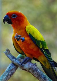 Close-up of parrot perching on branch