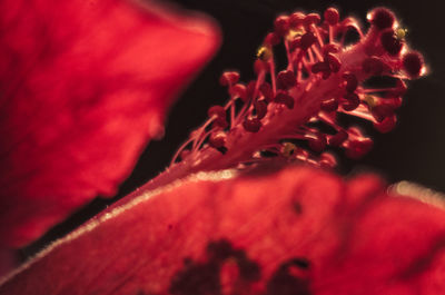 Close up of red leaf