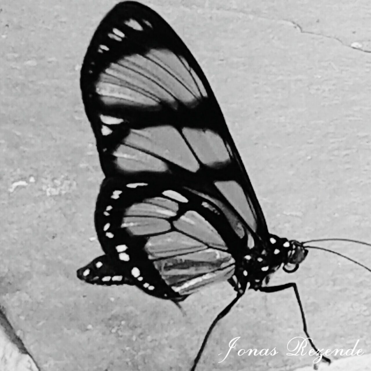 high angle view, animal themes, insect, one animal, close-up, shadow, animal markings, black color, butterfly - insect, no people, pattern, day, outdoors, animals in the wild, sunlight, striped, wall - building feature, wildlife, street, ground