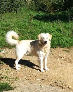 Dog standing on field