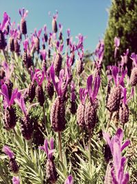 Close-up of thistle blooming outdoors