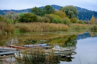 Scenic view of lake with trees in background