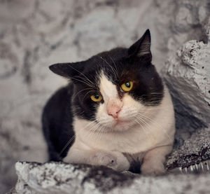 Close-up portrait of a cat