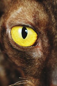 Cornish rex cat eyes