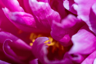 Close-up of purple flower blooming outdoors