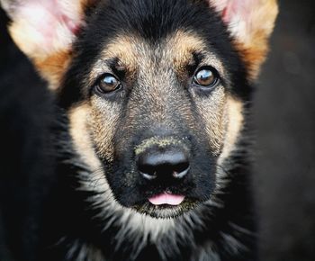 Close-up portrait of a dog