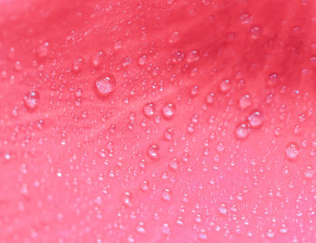 Full frame shot of red flower