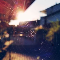 Spider web