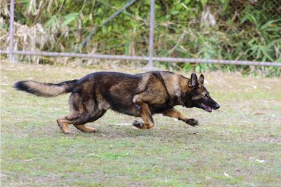 Side view of dog running