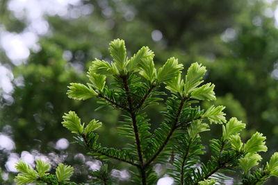 Close-up of fresh green leaves on tree