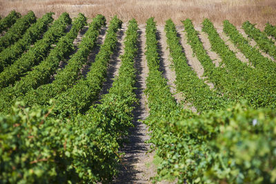 Scenic view of agricultural field