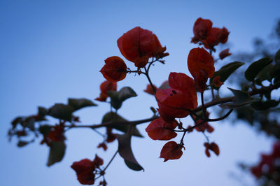 Low angle view of flowers against clear sky