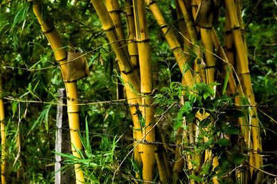 bamboo