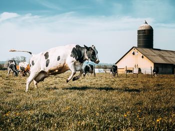 Cow running on grassy field against sky during sunny day