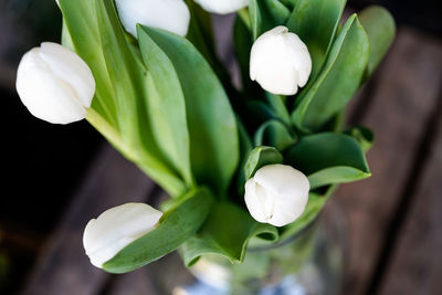 Close-up of white flowering plant