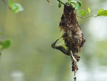 Close-up of wilted plant