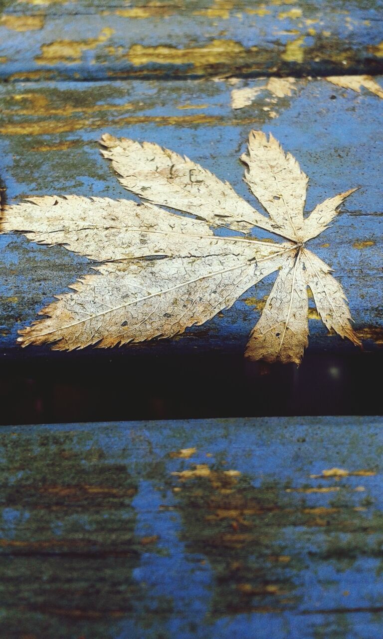 water, leaf, season, autumn, close-up, change, nature, dry, wet, reflection, leaves, natural pattern, textured, day, outdoors, leaf vein, no people, tranquility, fallen, beauty in nature
