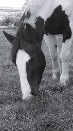 Low section of man with horse