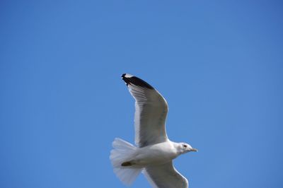 Low angle view of seagull flying against clear blue sky