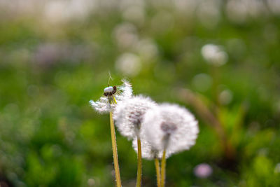 Close-up of dandelion on plant