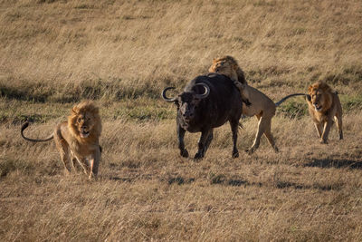 Male lion attacks cape buffalo with others