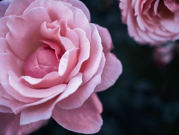 Close-up of pink rose