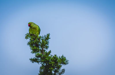 Low angle view of parrot perching on tree against clear blue sky