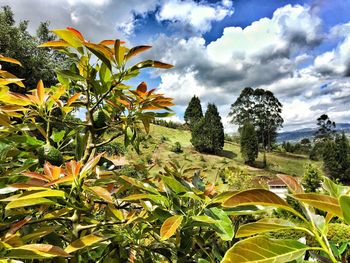 Trees growing on field against cloudy sky