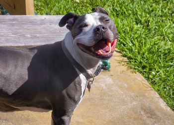 Close-up of a dog