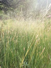 Full frame shot of grass