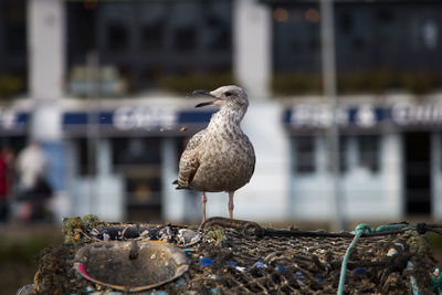 Close-up of seagull perching