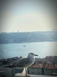 Close-up of seagull perching on roof