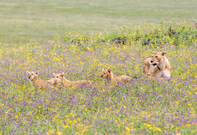 Lioness and lion cubs sitting amidst flowering plants on field