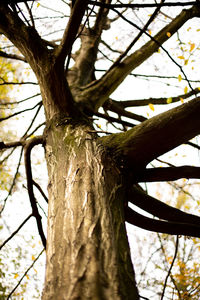 Low angle view of tree against sky