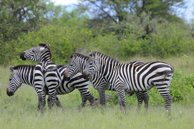 Zebra standing on field