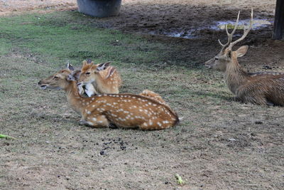 View of deer on field