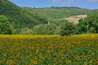 Scenic view of yellow flower field