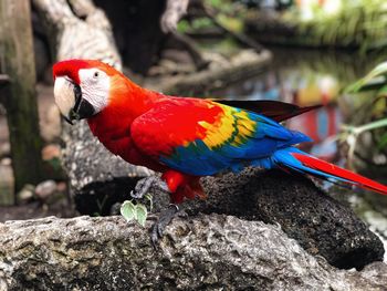 Close-up of parrot perching on rock