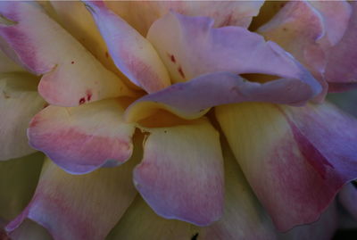 Macro shot of pink flower