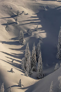 Trees covered in snow