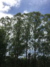 Low angle view of trees against sky