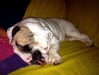 Dog sleeping on the ground