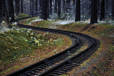 Railroad tracks amidst trees in forest