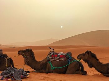 View of a horse on desert