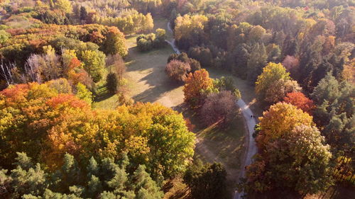 High angle view of trees in forest