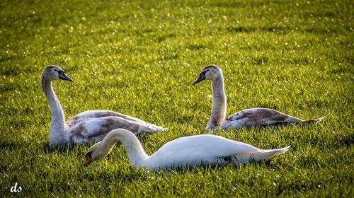 Bird on grassy field