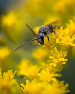 Close-up of insect on yellow flower