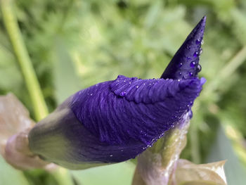Close-up of wet purple flower blooming outdoors