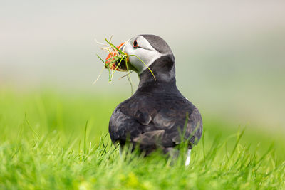 Close-up of a bird on grass