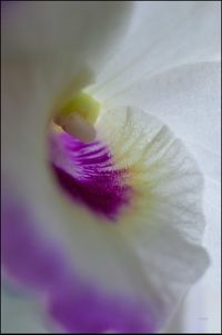 Close-up of purple flower